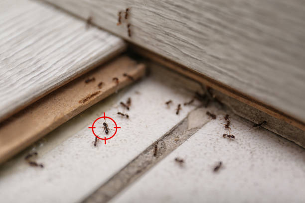 Best Affordable Pest Control Services  in Charleston, IL