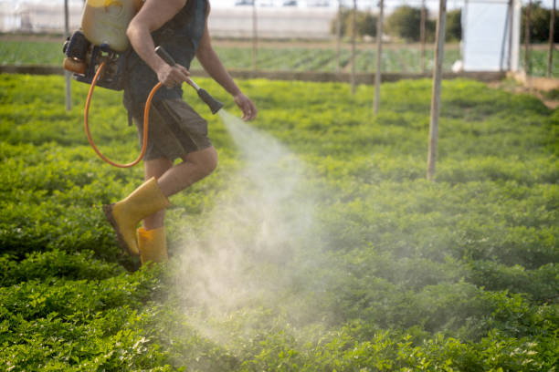 Best Wasp Removal Services  in Charleston, IL
