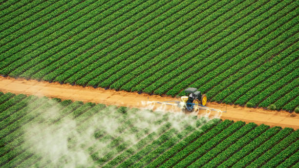 Best Ant Control Services  in Charleston, IL