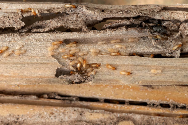 Bird Control in Charleston, IL