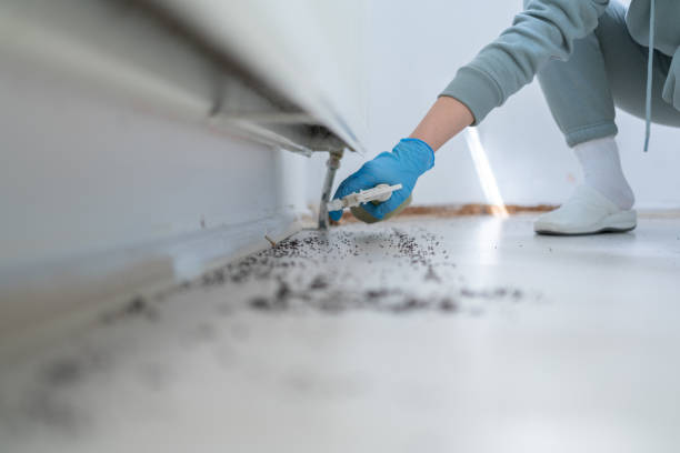 Best Flea Control Services  in Charleston, IL